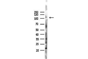 anti-Contactin 6 (CNTN6) (Internal Region) antibody