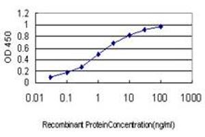 Detection limit for recombinant GST tagged CACNB2 is approximately 0. (CACNB2 抗体  (AA 213-301))