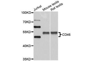 Western blot analysis of extracts of various cell lines, using CD46 antibody (ABIN5970817) at 1/1000 dilution. (CD46 抗体)