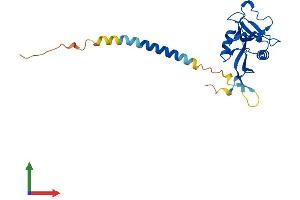 Protein Structure (PS) image for C-Type Lectin Domain Family 4, Member E (CLEC4E) (AA 1-219) protein (His tag) (ABIN7553483)