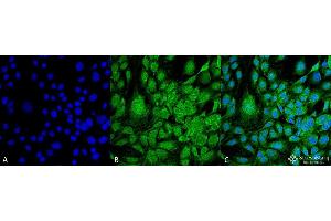 Immunocytochemistry/Immunofluorescence analysis using Mouse Anti-GRP78 Monoclonal Antibody, Clone 3G12-1G11 . (GRP78 抗体)