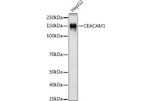 Western blot analysis of extracts of HepG2 cells, using CE antibody (ABIN7266083) at 1:500 dilution. (CEACAM1 抗体)