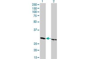 Western Blot analysis of HMGB1 expression in transfected 293T cell line by HMGB1 monoclonal antibody (M04), clone 1B2. (HMGB1 抗体  (AA 1-215))