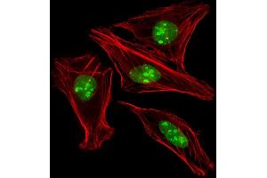 Immunofluorescence (IF) image for anti-Engrailed Homeobox 1 (EN1) (AA 1-30), (N-Term) antibody (ABIN391430)