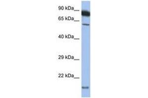 Image no. 1 for anti-Tumor Necrosis Factor Receptor Superfamily, Member 10a (TNFRSF10A) (AA 397-446) antibody (ABIN6748196)