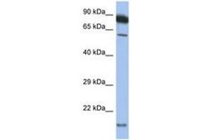 Image no. 1 for anti-Tumor Necrosis Factor Receptor Superfamily, Member 10a (TNFRSF10A) (AA 397-446) antibody (ABIN6748196) (TNFRSF10A 抗体  (AA 397-446))