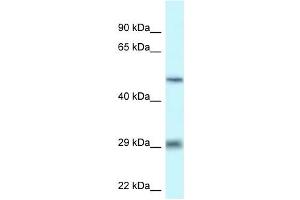 Western Blot showing LIPH antibody used at a concentration of 1 ug/ml against THP-1 Cell Lysate (LIPH 抗体  (C-Term))