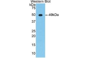 Detection of Recombinant NSE, Mouse using Polyclonal Antibody to Enolase, Neuron Specific (NSE) (ENO2/NSE 抗体  (AA 2-434))