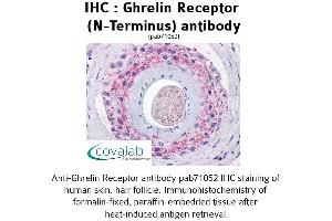 Image no. 1 for anti-Growth Hormone Secretagogue Receptor (GHSR) (Extracellular Domain), (N-Term) antibody (ABIN1734689) (GHSR 抗体  (Extracellular Domain, N-Term))
