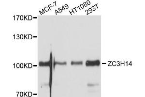Western blot analysis of extracts of various cell lines, using ZC3H14 antibody. (ZC3H14 抗体)
