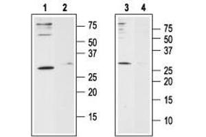 Western blot analysis of human Jurkat T-cell leukemia cell line lysate (lanes 1 and 2) and human HL-60 acute promyelocytic leukemia cell line lysate (lanes 3 and 4): - 1,3. (ORAI1 抗体  (2nd Extracellular Loop))