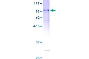 RASSF9 Protein (AA 1-435) (GST tag)