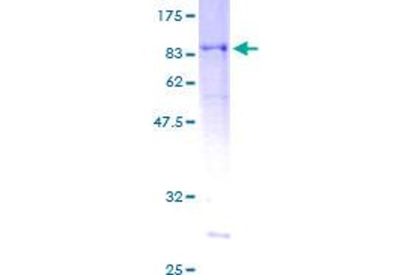 RASSF9 Protein (AA 1-435) (GST tag)