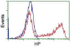 HEK293T cells transfected with either RC223612 overexpress plasmid (Red) or empty vector control plasmid (Blue) were immunostained by anti-HP antibody (ABIN2453139), and then analyzed by flow cytometry. (Haptoglobin 抗体)
