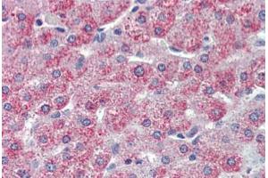 Anti-TAOK1 antibody  ABIN1049394 IHC staining of human liver. (TAO Kinase 1 (TAOK1) (Internal Region) 抗体)