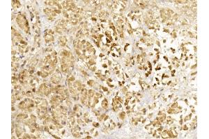 Immunohistochemical analysis of paraffin-embedded Human pancreas section using Pink1 C. (Glucagon 抗体  (C-Term))