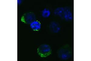 Immunofluorescence Validation of SARS-CoV-2 (COVID-19) Spike RBD in 293 Transfected CellsImmunofluorescent analysis of 4 % paraformaldehyde-fixed Spike transfected 293 cells labeling SARS-CoV-2 (COVID-19) Spike RBD with ABIN6952968 at 20 μg/mL, followed by goat anti-rabbit IgG secondary antibody at 1/500 dilution (green) and DAPI staining (blue). (SARS-CoV-2 Spike 抗体  (RBD))