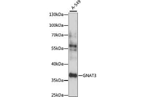 Western blot analysis of extracts of A-549 cells, using GN antibody (ABIN7267544) at 1:1000 dilution. (GNAT3 抗体  (AA 60-130))