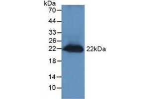 Detection of REG3g in Mouse Testis Tissue using Polyclonal Antibody to Regenerating Islet Derived Protein 3 Gamma (REG3g) (REG3g 抗体  (AA 45-152))