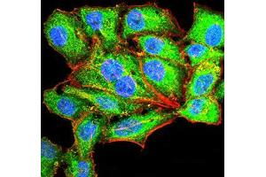 Immunofluorescence (IF) image for anti-serpin Peptidase Inhibitor, Clade A (Alpha-1 Antiproteinase, Antitrypsin), Member 1 (SERPINA1) (AA 23-237) antibody (ABIN5542585)