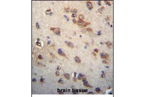 CK Antibody (C-term) (ABIN656313 and ABIN2845615) immunohistochemistry analysis in formalin fixed and paraffin embedded human brain tissue followed by peroxidase conjugation of the secondary antibody and DAB staining. (CKAP4 抗体  (C-Term))