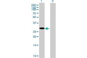 Western Blot analysis of C8orf33 expression in transfected 293T cell line by C8orf33 MaxPab polyclonal antibody. (C8orf33 抗体  (AA 1-229))