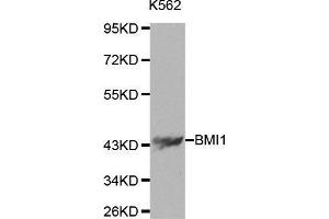 Western blot analysis of extracts of K562 cells using BMI1 antibody. (BMI1 抗体  (AA 120-326))