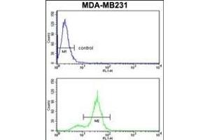 CPN2 Antibody (N-term) (ABIN391524 and ABIN2841483) flow cytometry analysis of MDA-M cells (bottom histogram) compared to a negative control cell (top histogram). (CPN2 抗体  (N-Term))