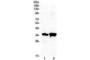 Western blot testing of 1) rat brain and 2) mouse brain with Six3 antibody at 0.