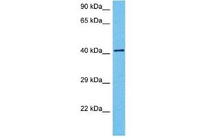 Host:  Mouse  Target Name:  PAX6  Sample Tissue:  Mouse Testis  Antibody Dilution:  1ug/ml (PAX6 抗体  (N-Term))
