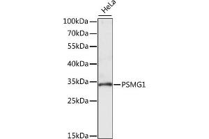 Western blot analysis of extracts of HeLa cells, using PSMG1 antibody (ABIN7269593) at 1:1000 dilution. (PSMG1 抗体  (AA 1-288))