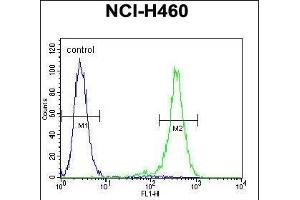Flow Cytometry (FACS) image for anti-Olfactory Receptor, Family 2, Subfamily B, Member 11 (OR2B11) (AA 248-276), (C-Term) antibody (ABIN655367)