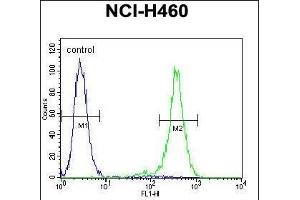 OR2B11 Antibody (C-term) (ABIN655367 and ABIN2844924) flow cytometric analysis of NCI- cells (right histogram) compared to a negative control cell (left histogram). (OR2B11 抗体  (C-Term))