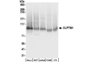 Western Blotting (WB) image for anti-Cleft Lip and Palate Associated Transmembrane Protein 1 (CLPTM1) (AA 619-669) antibody (ABIN7450130)
