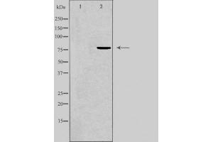 Western blot analysis of GRP78 expression in COS7 cell lysate. (GRP78 抗体)