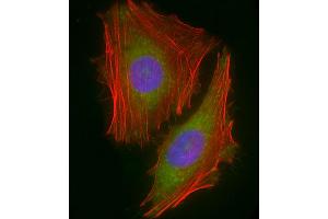 Immunofluorescent analysis of 4 % paraformaldehyde-fixed, 0. (Chemerin 抗体  (AA 1-35))