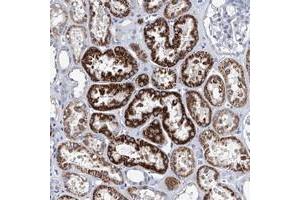 Immunohistochemical staining of human kidney with ZNF519 polyclonal antibody  shows strong cytoplasmic positivity in cells in tubules. (ZNF519 抗体)