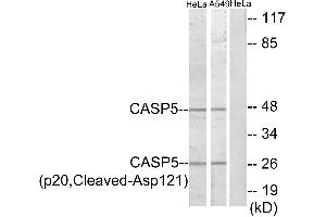 Western blot analysis of extracts from HeLa cells and A549 cells, treated with etoposide (25uM, 24hours), using CASP5 (p20, Cleaved-Asp121) antibody. (CASP5 抗体  (Cleaved-Asp121, Subunit p20))
