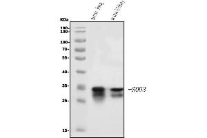 Western blot analysis of Superoxide Dismutase 3/EC-SOD/Sod3 using anti-Superoxide Dismutase 3/EC-SOD/Sod3 antibody (ABIN7601457).