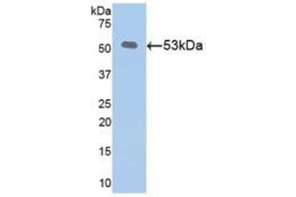 Klotho antibody  (AA 516-955)