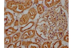 IHC image of ABIN7167139 diluted at 1:263 and staining in paraffin-embedded human kidney tissue performed on a Leica BondTM system. (RASSF6 抗体  (AA 1-303))