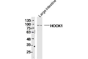 Mouse Large intestine lysates probed with HOOK1 Polyclonal Antibody, Unconjugated  at 1:300 dilution and 4˚C overnight incubation. (HOOK1 抗体  (AA 551-650))