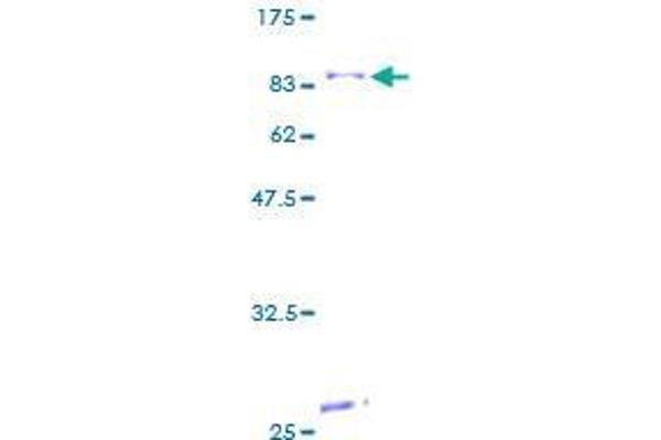 CYP4F12 Protein (AA 1-524) (GST tag)