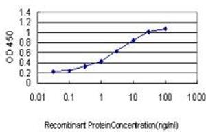Detection limit for recombinant GST tagged KSR2 is approximately 0. (KSR2 抗体  (AA 411-500))
