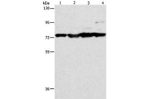 Western Blot analysis of Mouse stomach, heart and liver tissue, HT-29 cell using MMP15 Polyclonal Antibody at dilution of 1:200 (MMP15 抗体)