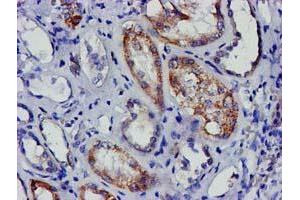 Immunohistochemical staining of paraffin-embedded Human Kidney tissue using anti-EIF4E mouse monoclonal antibody. (EIF4E 抗体)