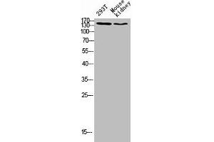 Western blot analysis of 293T lysate, mouse kidney antibody was diluted at 500. (FLT4 抗体  (AA 640-700))