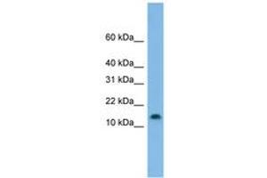 Image no. 1 for anti-Hairy and Enhancer of Split 5 (HES5) (C-Term) antibody (ABIN6744879) (HES5 抗体  (C-Term))