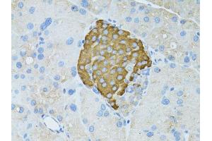 Immunohistochemistry of paraffin-embedded rat pancreas using TEFM antibody (ABIN5974873) at dilution of 1/100 (40x lens). (TEFM 抗体)