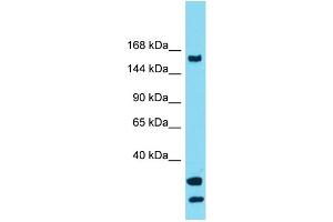 Western Blotting (WB) image for anti-Ubiquitin Specific Peptidase 54 (USP54) (C-Term) antibody (ABIN2791342) (USP54 抗体  (C-Term))